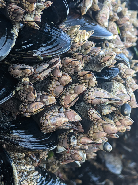 Close shot of goose necked barnacles found in the Oregon coast.